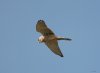 Kestrel at Gunners Park (Steve Arlow) (35646 bytes)